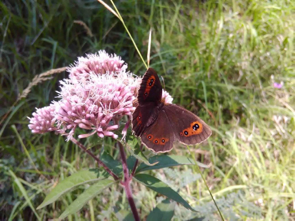 Erebia ...Erebia aethiops, Nymphalidae